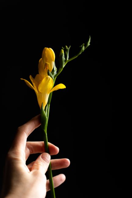 A close-up of a person's hand holding a single yellow lily with long green stems and unopened buds, against a solid black background. The lily's vibrant yellow petals are smooth and slightly curved, w