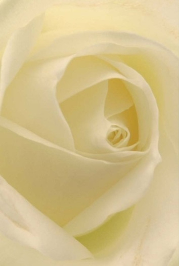 Peering closely at this classic creamy white rose, one is captivated by the sensation of tranquillity that each petal inspires-the perfect harmony of softness and structure, illuminated with a gentle diffused light reminiscent of Chertsey's calm mornings by the River Bourne. The delicate interplay between ivories and hints of pale lemon evokes gentle sunlight on the High Street, while impeccable layering of petals suggests both purity and subtle resilience. Shadows nestle between each fold, introducing a quiet, sophisticated depth. The rose's spiralled heart radiates an understated beauty-a signature of local Chertsey arrangements ideal for weddings at picturesque venues, meaningful apologies, or elegant centrepieces at family gatherings. The clean, soft fragrance delivers reassurance, always appropriate no matter the occasion. Behind every flawlessly placed petal is the skill of florists who have long served Chertsey's families, understanding the importance of each delivery-from a celebration at Chertsey Hall to a gesture of compassion across Eastworth Road. Through this rose, one senses not only serenity but also the expertise and care dedicated to its creation, making it a meaningful choice for every heartfelt message.